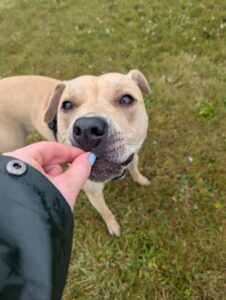 Pet Image